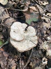 Trametes lactinea
