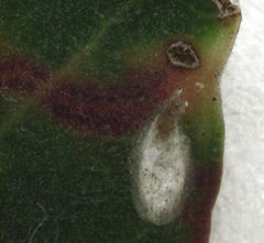 Anoplaspis metrosideri