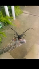Latrodectus mactans