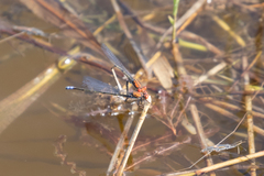Pseudagrion massaicum