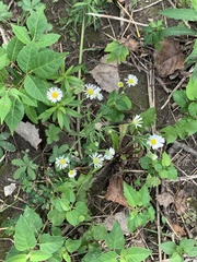 Boltonia asteroides