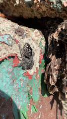 Phidippus purpuratus