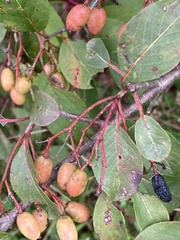 Viburnum prunifolium