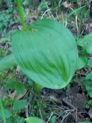 Veratrum lobelianum