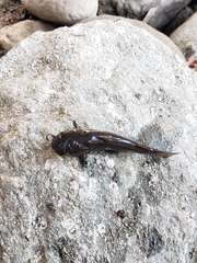 Siluriformes