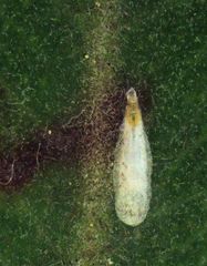 Anoplaspis metrosideri