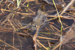 Pseudagrion massaicum