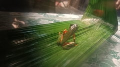 Agalychnis moreletii