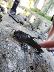 Siluriformes
