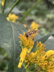 Syrphus rectus