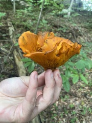 Omphalotus