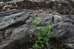 Senecio triangularis