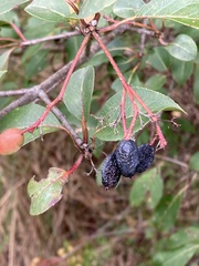 Viburnum prunifolium