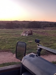 Panthera leo melanochaita