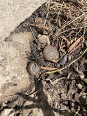 Trochosa terricola