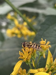 Syrphus rectus