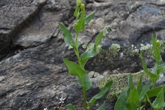 Senecio triangularis