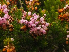 Erica vagans