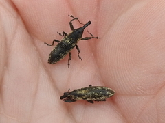 Lixus scrobicollis