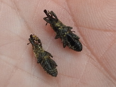 Lixus scrobicollis