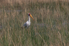 Mycteria ibis