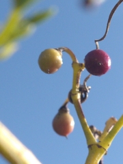 Cissus verticillata