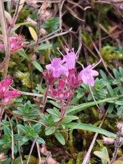 Thymus serpyllum