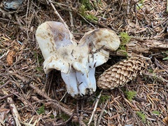 Russula crassotunicata