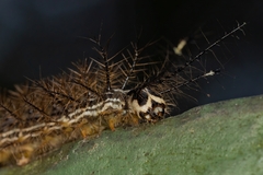 Lonomia