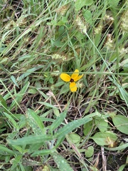 Rudbeckia