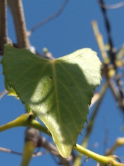 Cissus verticillata