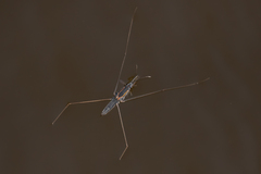 Aquarius distanti