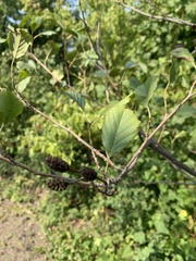 Alnus glutinosa