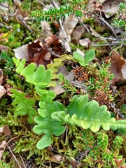 Polypodium vulgare