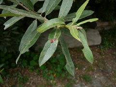 Salix lasiolepis