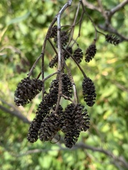 Alnus glutinosa