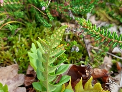Polypodium vulgare