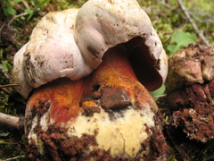 Rubroboletus legaliae