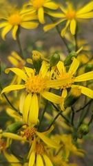 Senecio spartioides