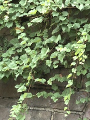 Vitis vulpina