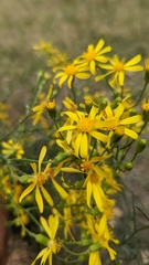 Senecio spartioides