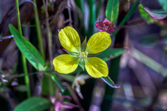 Ludwigia octovalvis