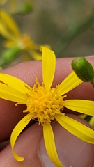 Senecio spartioides