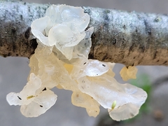 Tremella