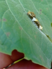 Papilionidae