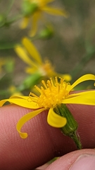 Senecio spartioides