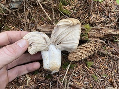 Russula crassotunicata