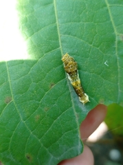 Papilionidae