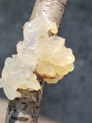 Tremella