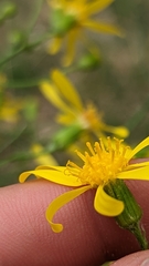 Senecio spartioides